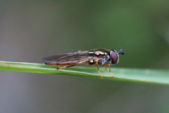 Platycheirus
