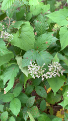 Mikania scandens
