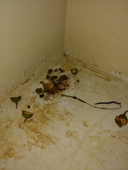 Nyctidromus albicollis