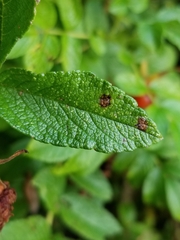 Diplocarpon rosae