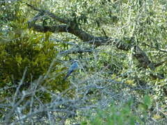 Ptiliogonys cinereus