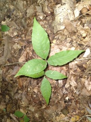 Fraxinus pennsylvanica