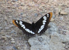 Limenitis lorquini