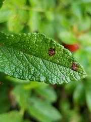Diplocarpon rosae
