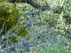 Ptiliogonys cinereus