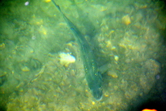 Dicentrarchus labrax