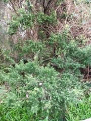 Melaleuca styphelioides