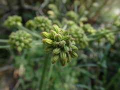 Angelica kingii