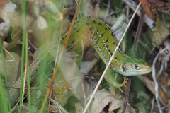 Lacerta bilineata
