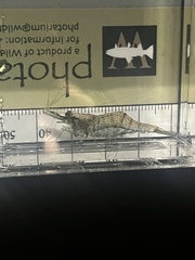 Palaemon kadiakensis