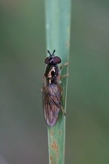 Platycheirus