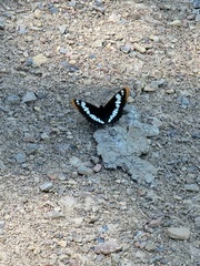 Limenitis lorquini