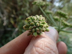 Angelica kingii
