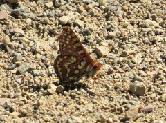 Euphydryas
