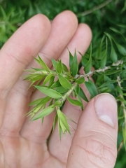 Melaleuca styphelioides