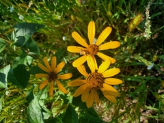 Heliopsis