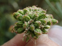 Angelica kingii