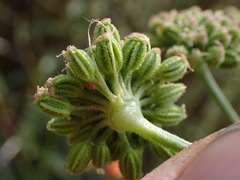 Angelica kingii