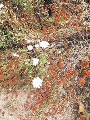 Malacothrix saxatilis