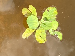 Pistia stratiotes