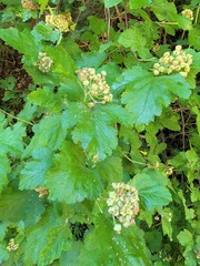 Physocarpus malvaceus