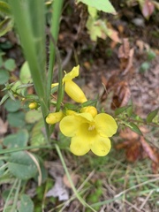 Aureolaria levigata