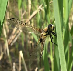 Libellula quadrimaculata