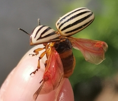 Leptinotarsa decemlineata