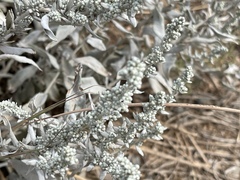 Artemisia ludoviciana