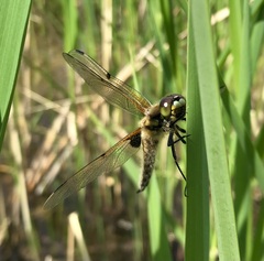 Libellula quadrimaculata