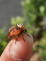 Leptinotarsa decemlineata