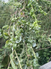 Venturia saliciperda