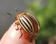 Leptinotarsa decemlineata