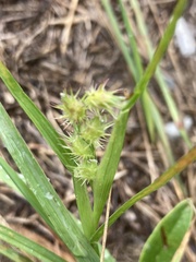 Cenchrus longispinus