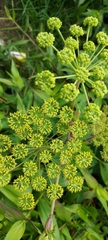 Angelica triquinata