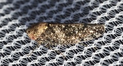 Paraphlepsius collitus