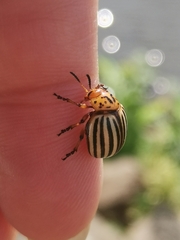 Leptinotarsa decemlineata