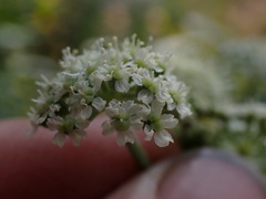 Angelica kingii