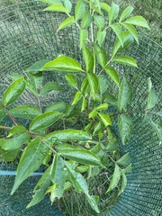 Sambucus canadensis