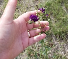 Dalea purpurea