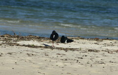 Haematopus longirostris