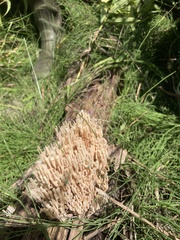 Ramaria stricta