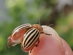 Leptinotarsa decemlineata