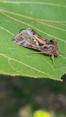 Chrysodeixis