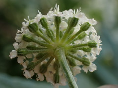 Angelica kingii