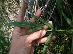 Angelica kingii