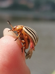 Leptinotarsa decemlineata