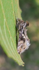 Chrysodeixis