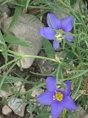 Giliastrum rigidulum