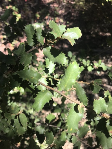 iNaturalist observation photo of canyon live oak